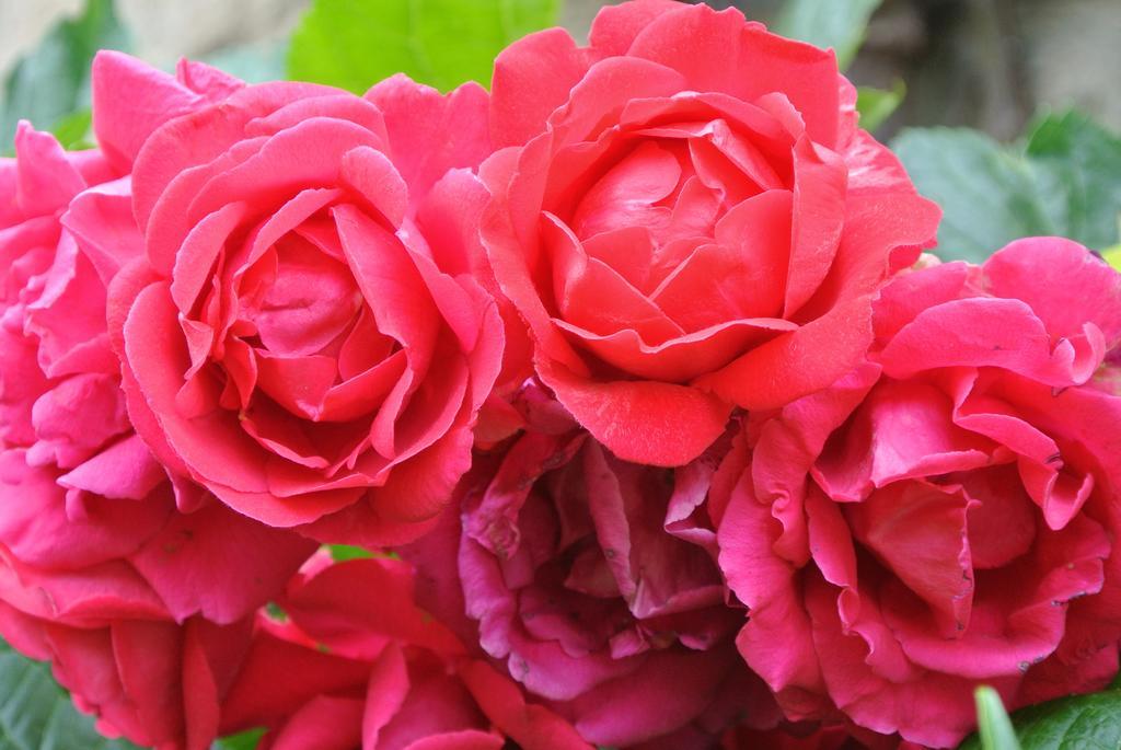 לינה וארוחת בוקר Caylus Domaine La Rose חדר תמונה