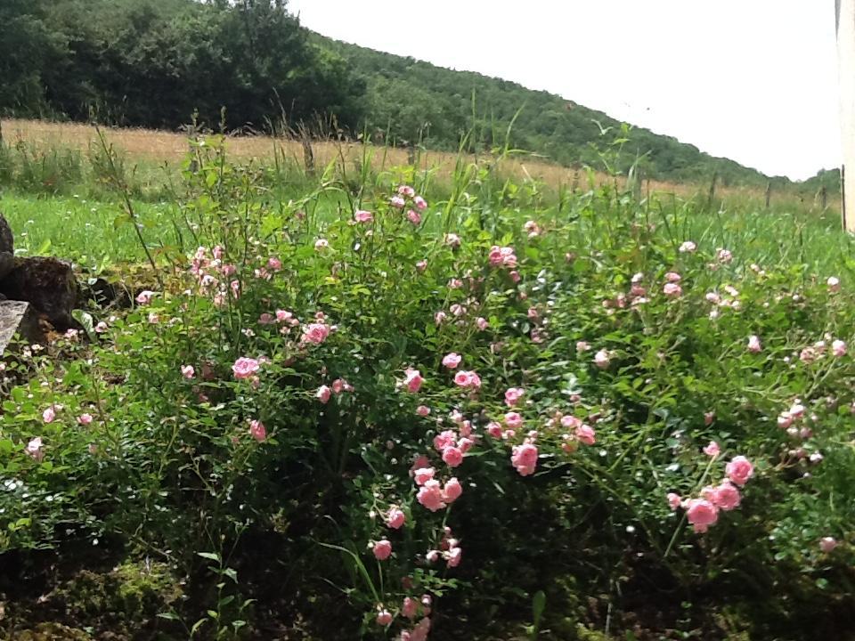 לינה וארוחת בוקר Caylus Domaine La Rose מראה חיצוני תמונה